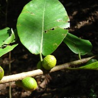 Ficus drupacea Thunb.